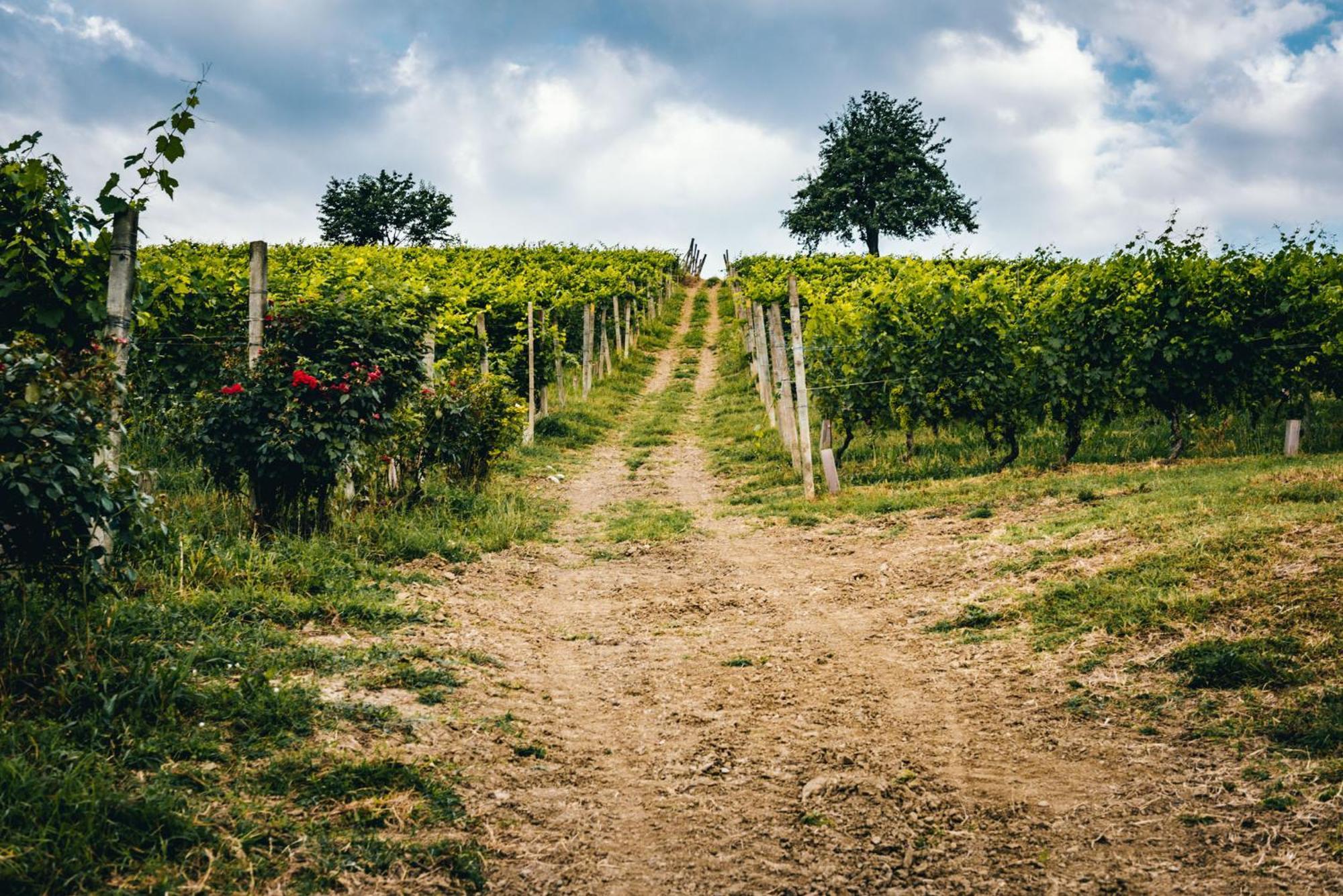 Agriturismo Dacapo Алиано Терме Екстериор снимка