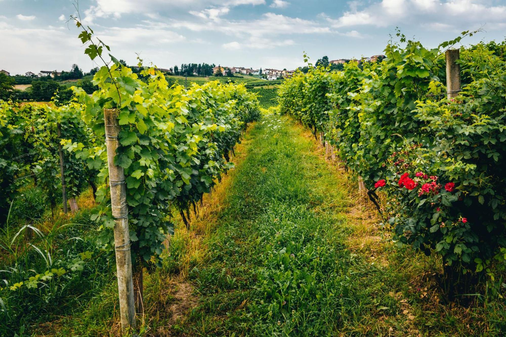 Agriturismo Dacapo Алиано Терме Екстериор снимка
